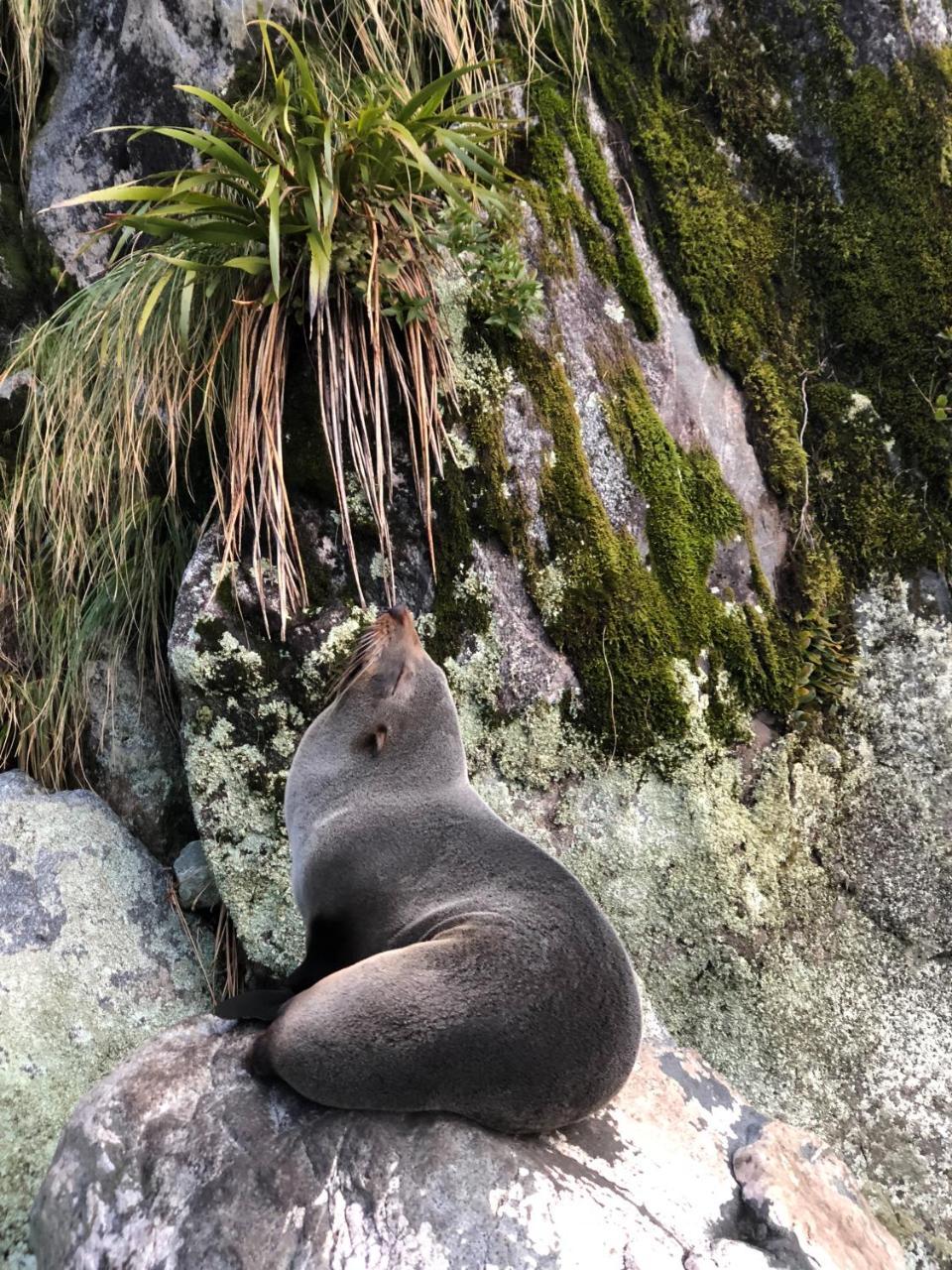 Milford Sound Overnight Cruise - Fiordland Discovery מראה חיצוני תמונה